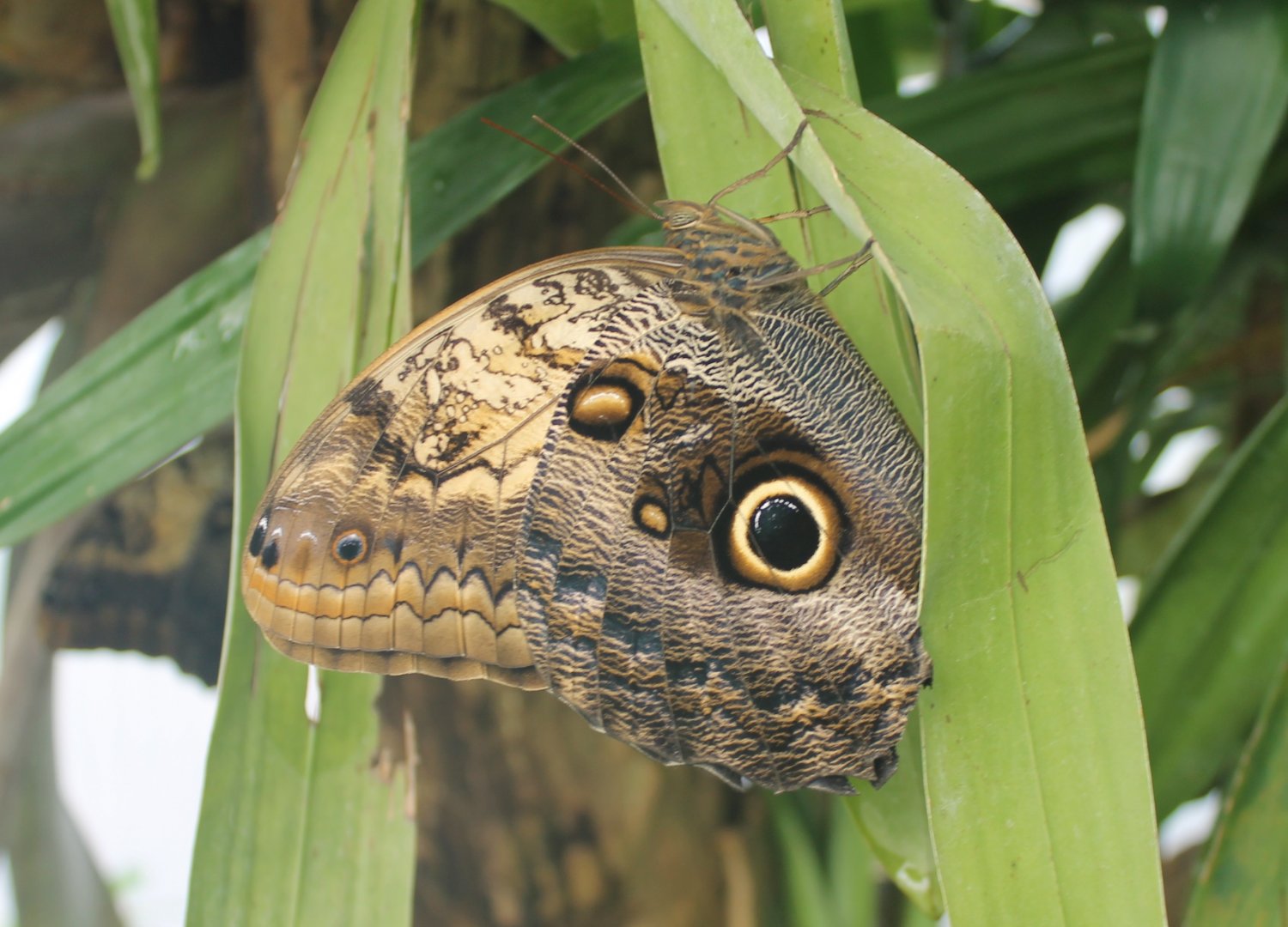 Owl butterfly