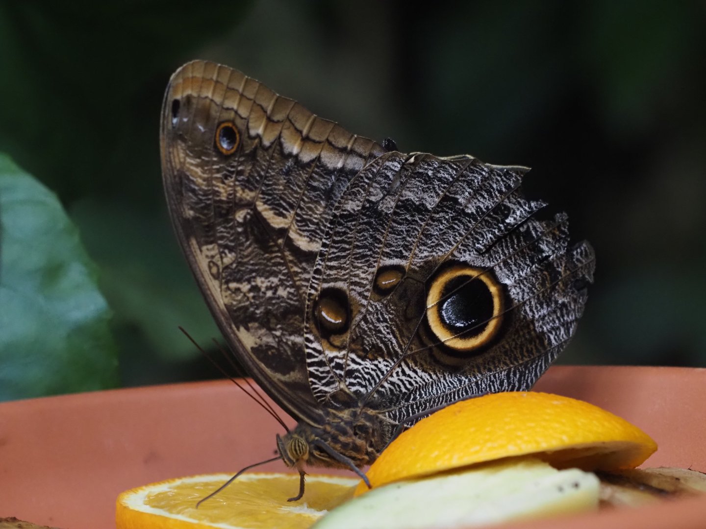 Owl Butterfly