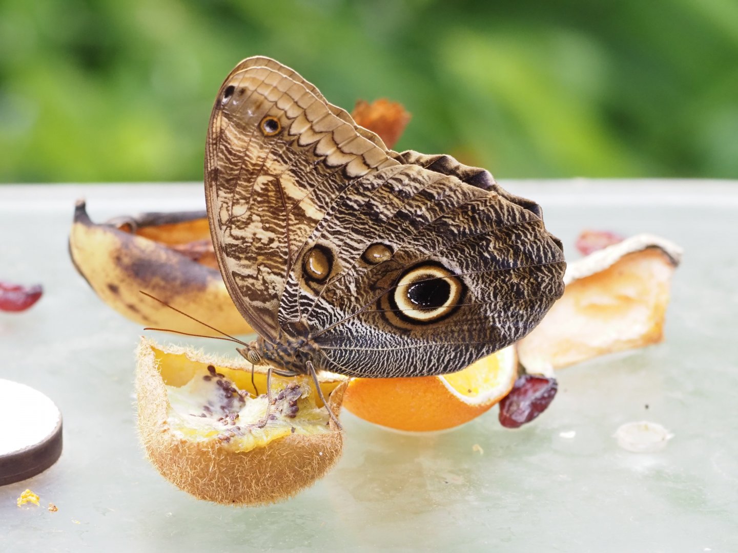 Owl Butterfly