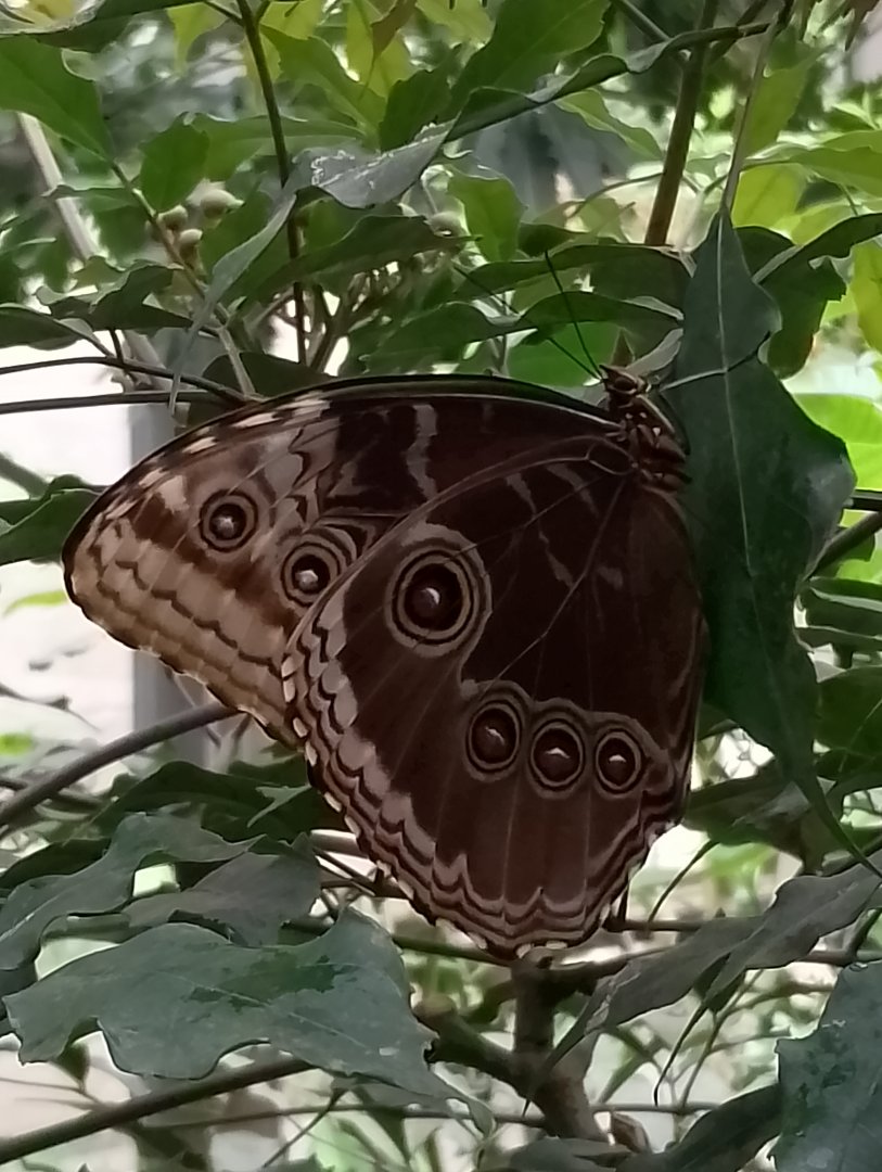 Owl butterfly