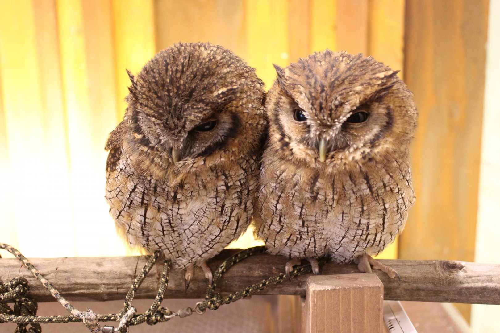 Owl cafe Osaka