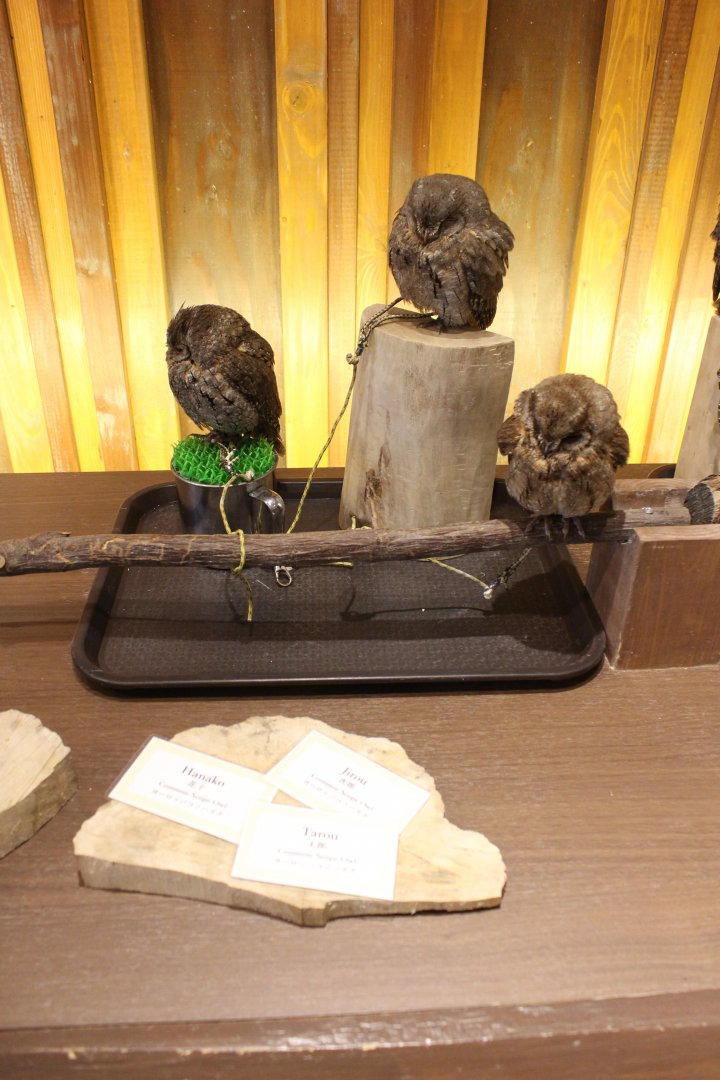 Owl cafe Osaka