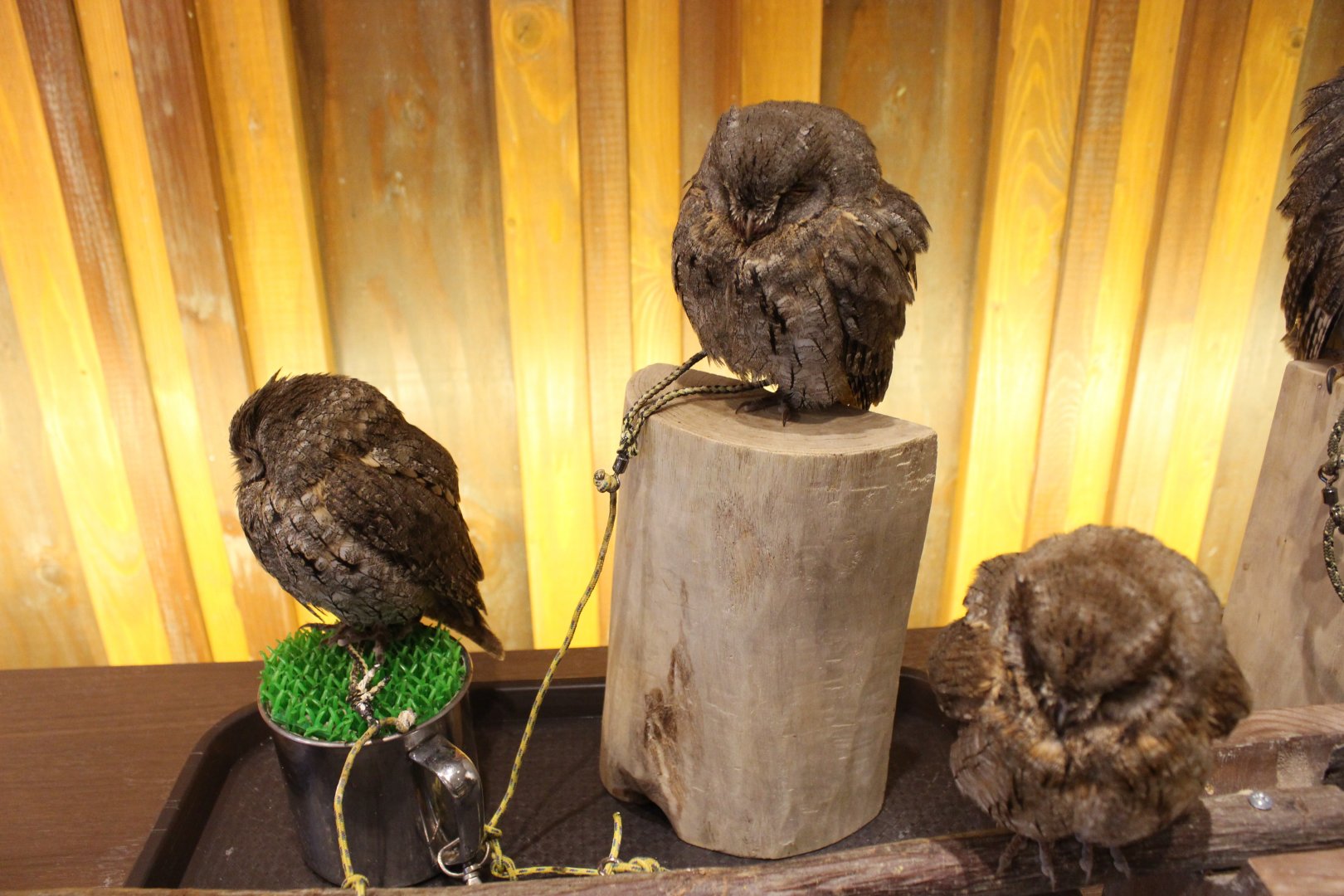 Owl cafe Osaka