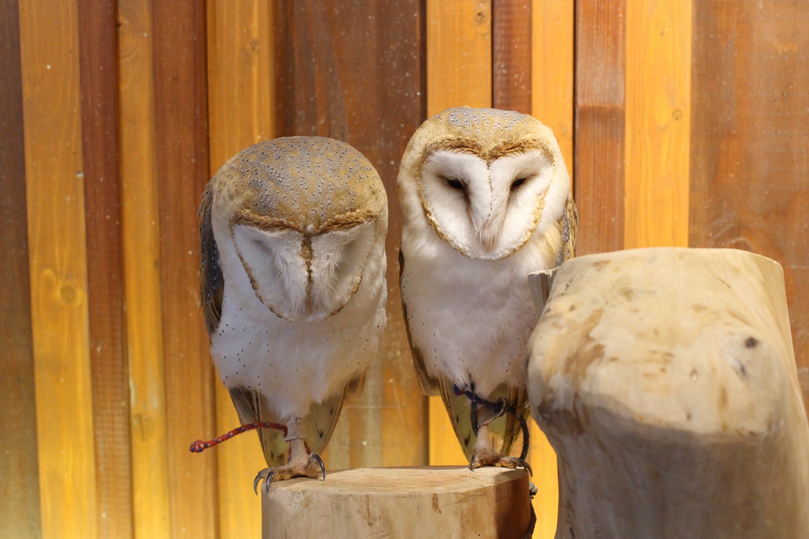 Owl cafe Osaka