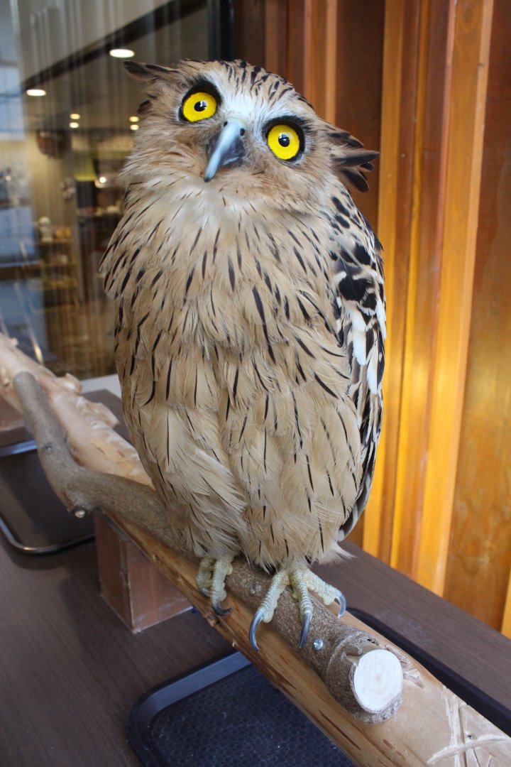 Owl cafe Osaka
