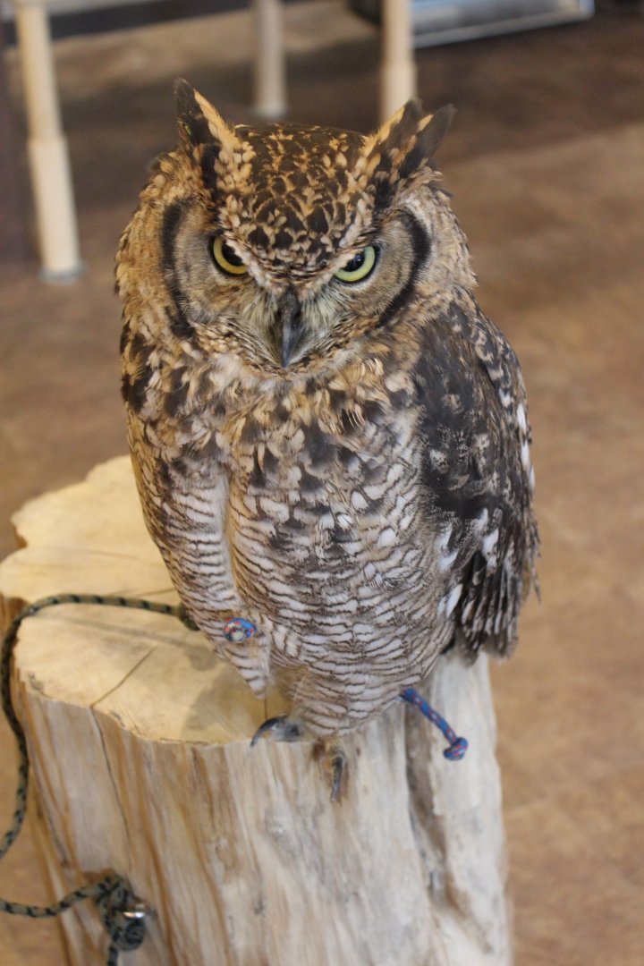 Owl cafe Osaka