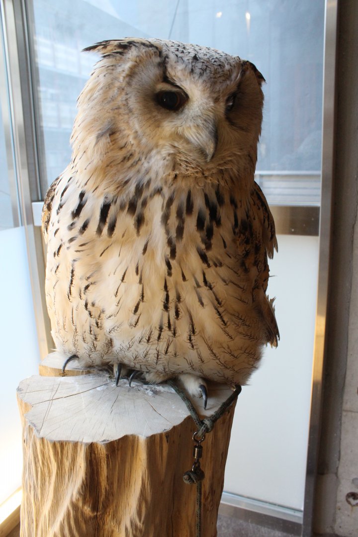 Owl cafe Osaka