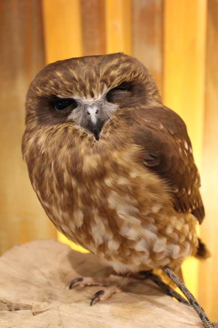 Owl cafe Osaka