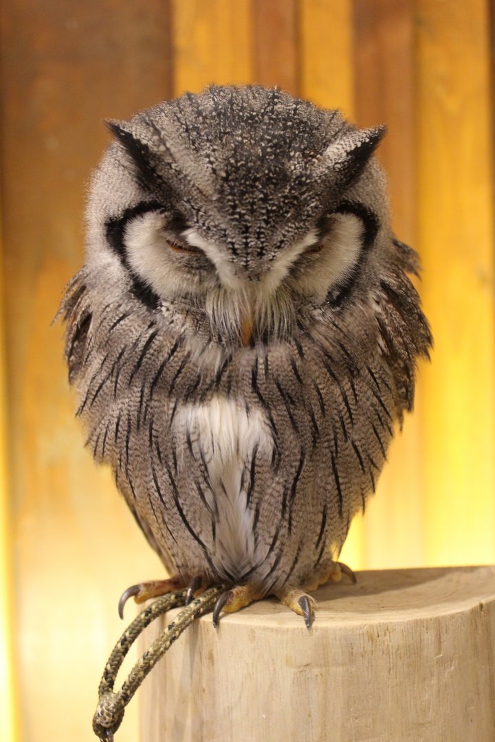 Owl cafe Osaka