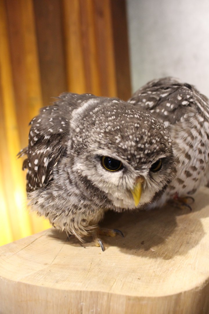 Owl cafe Osaka