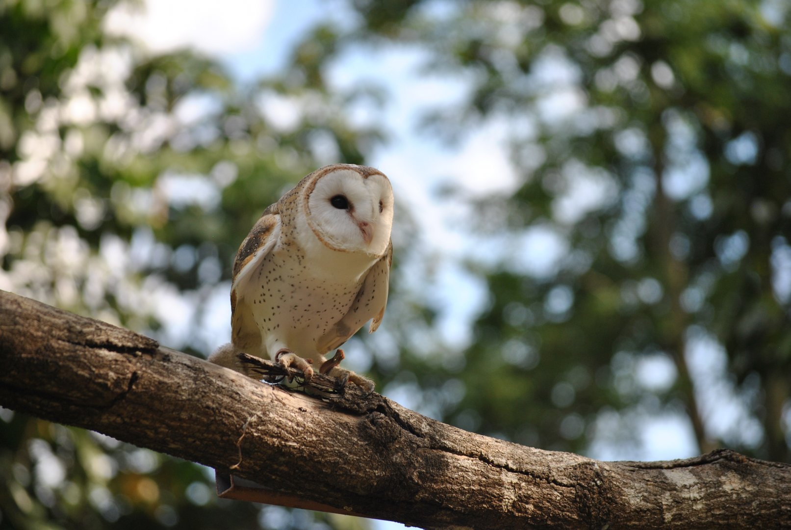 Owl, Cairns Tropical Zoo, 2015