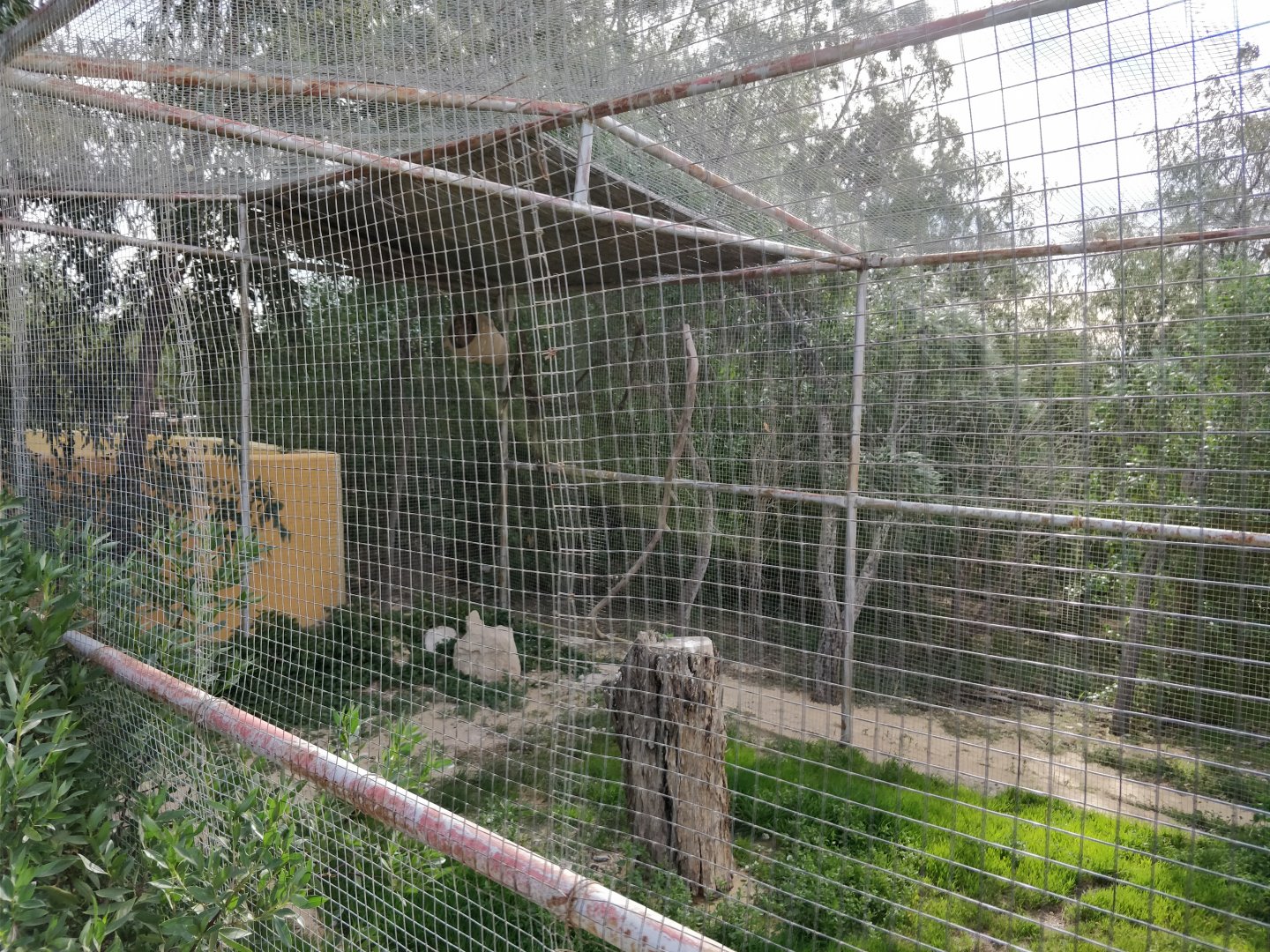 owl enclosure