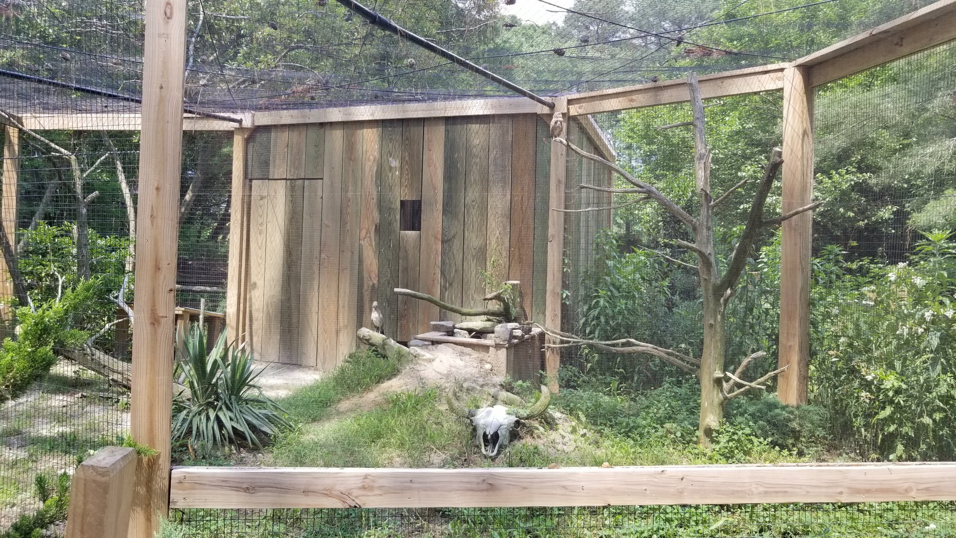 Owl enclosure