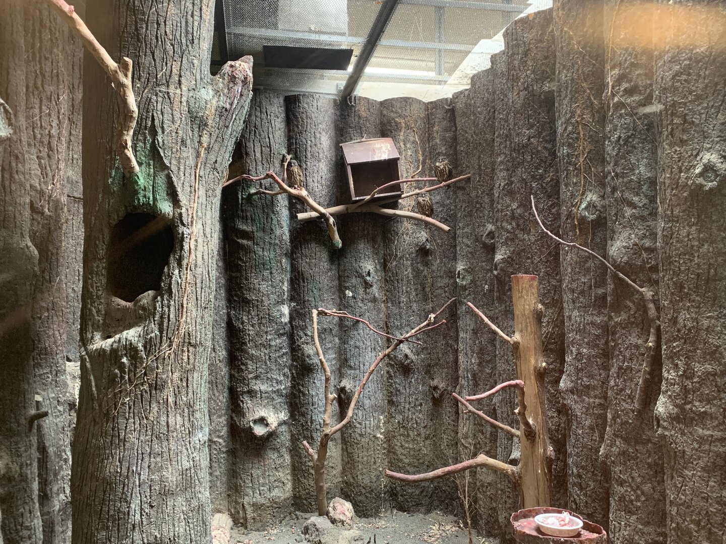 Owl Exhibit