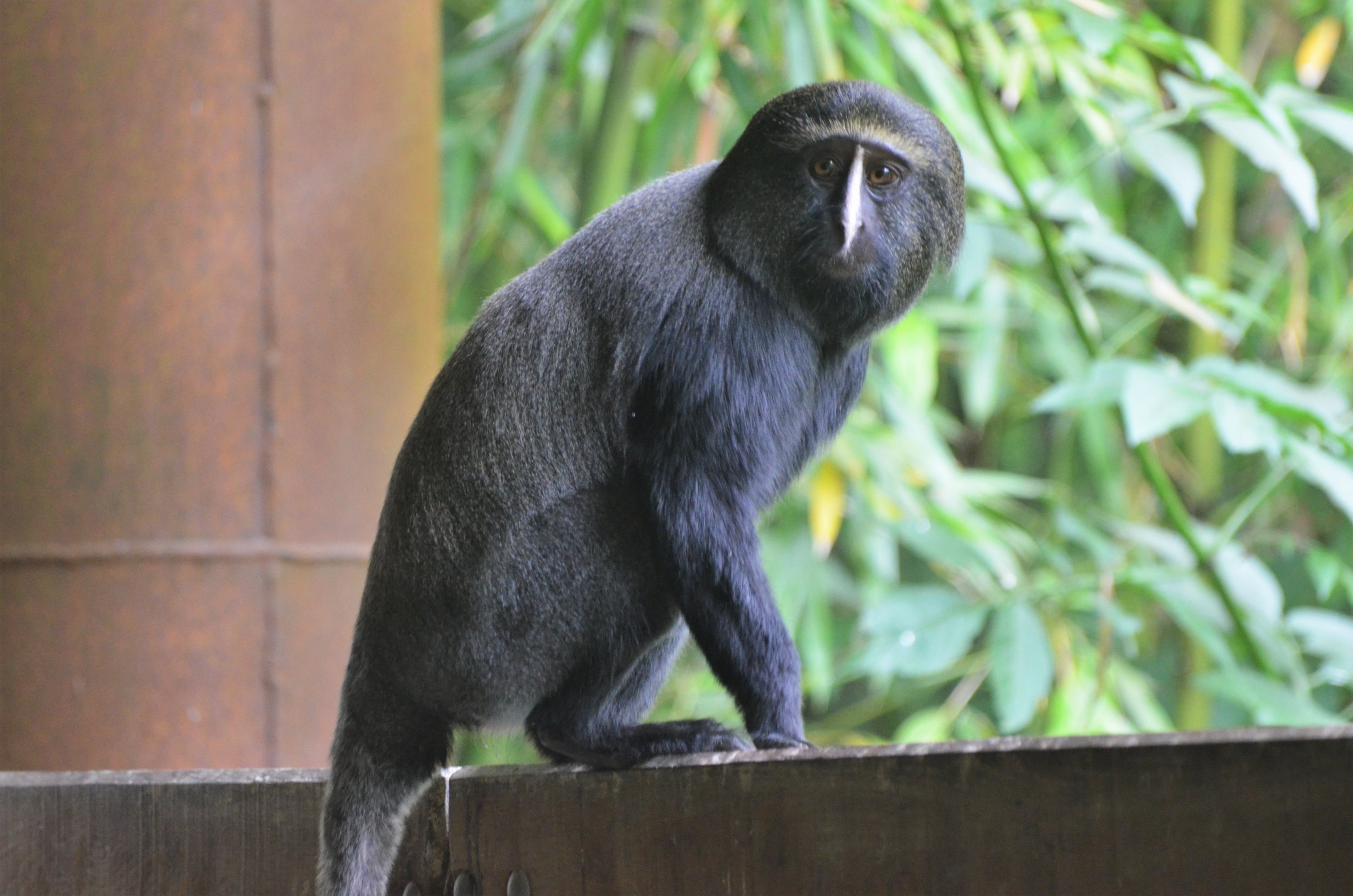 Owl-faced Guenon at Doué-la-Fontaine, 15/06/18