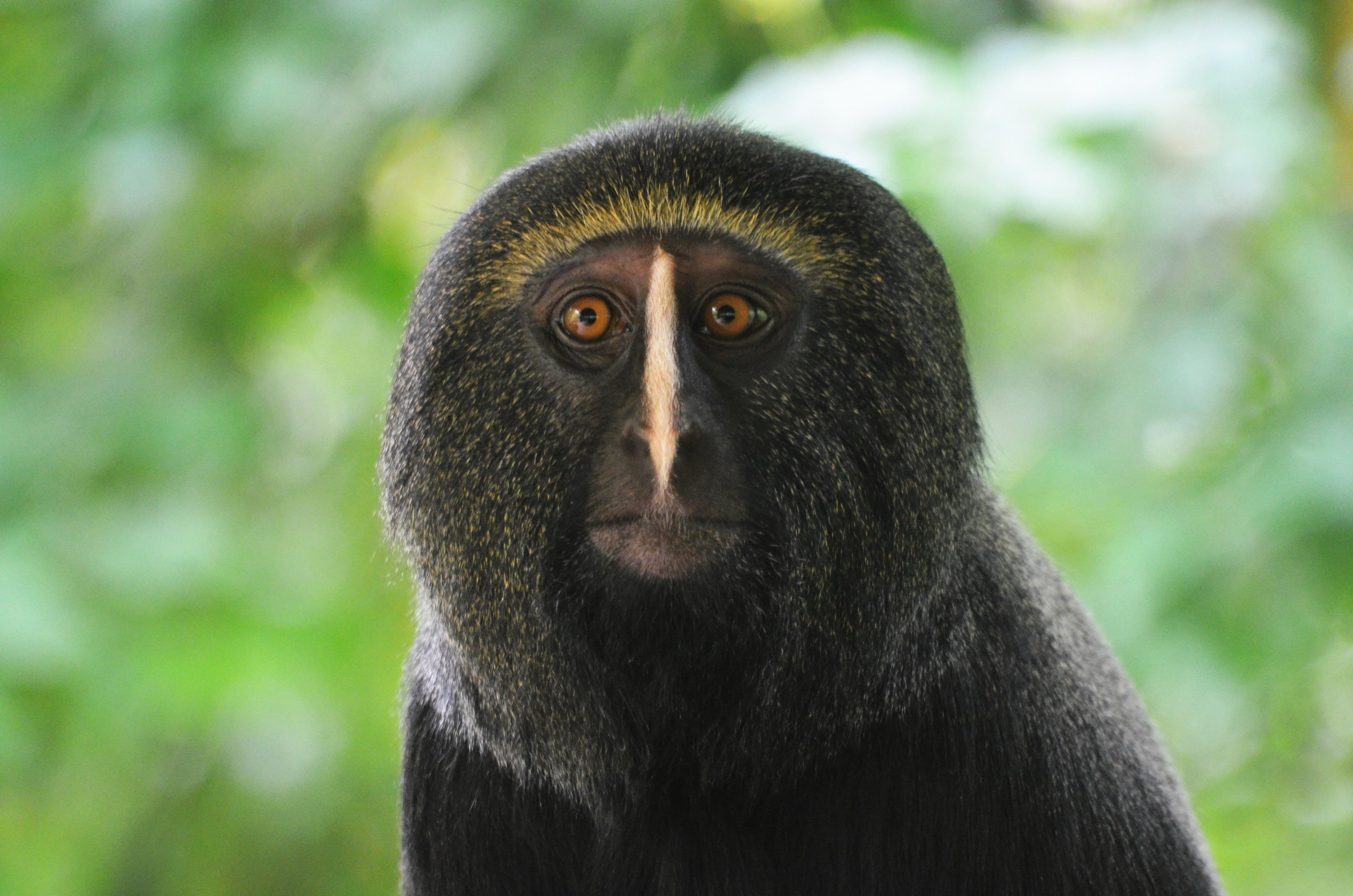 Owl-faced Guenon at Doué-la-Fontaine, 15/06/18
