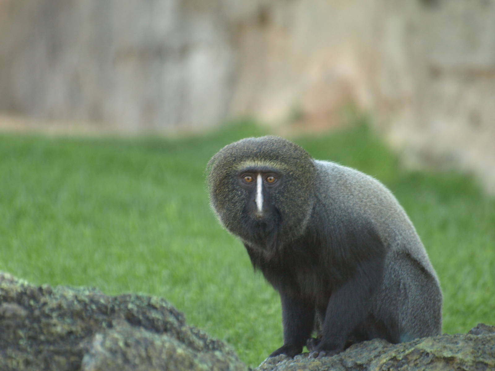 Owl-faced guenon looking to me