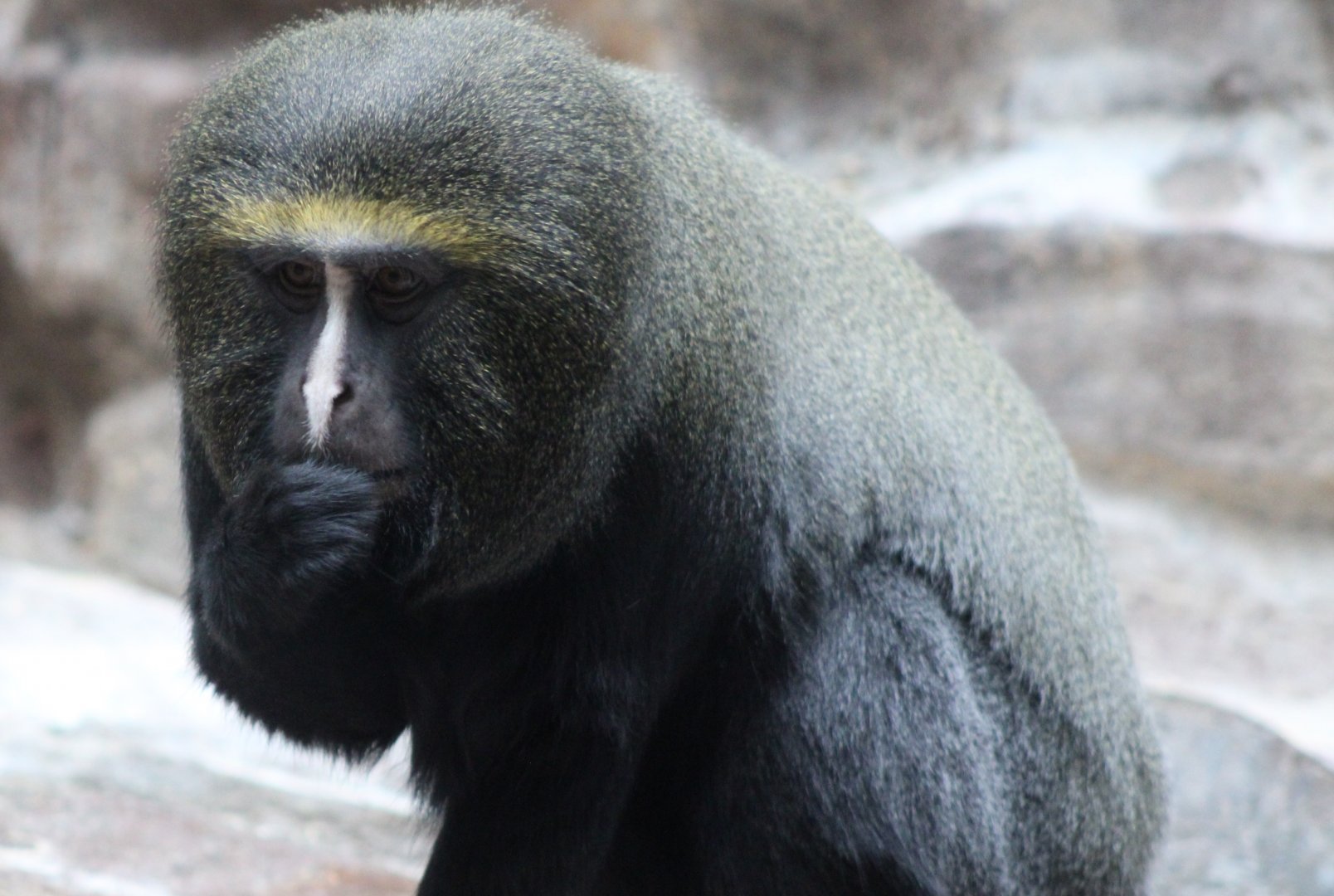 Owl-faced monkey - adult