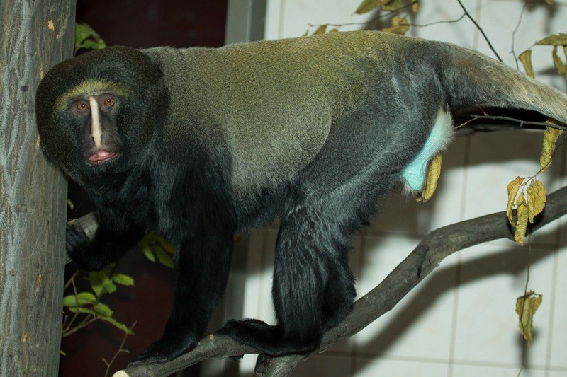 Owl-faced monkey at Bojnice Zoo