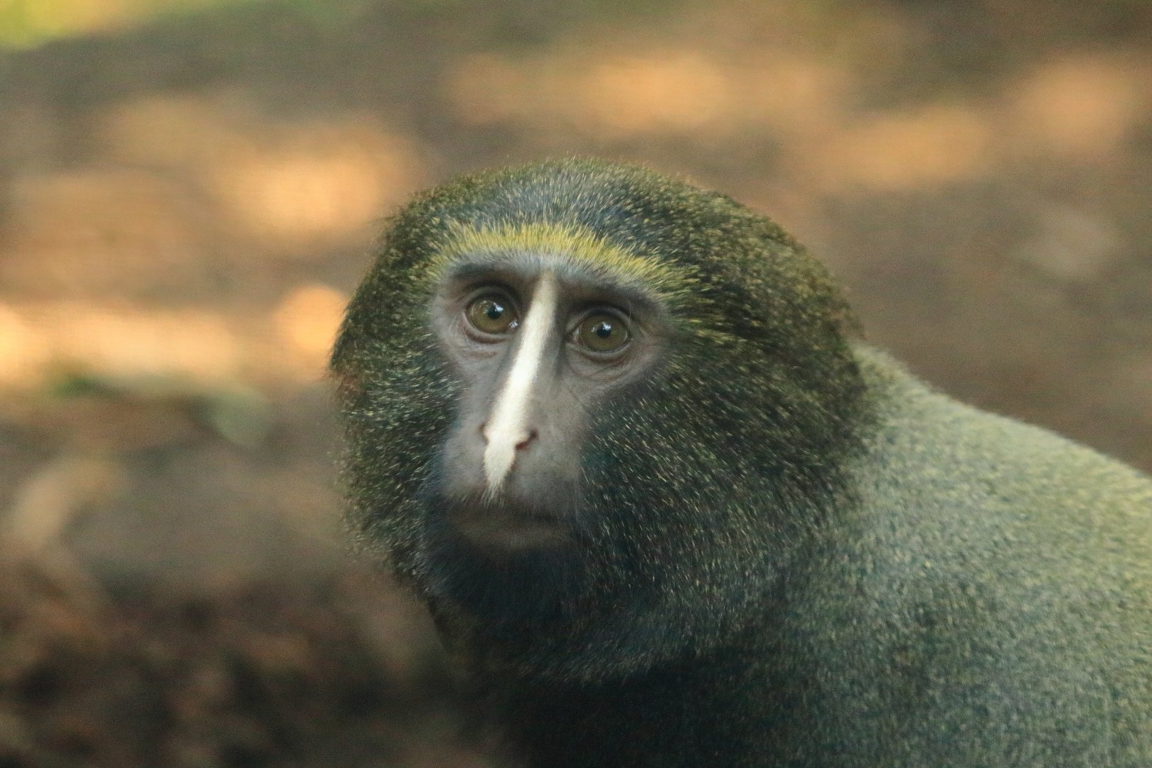 Owl-faced monkey (August 2020)