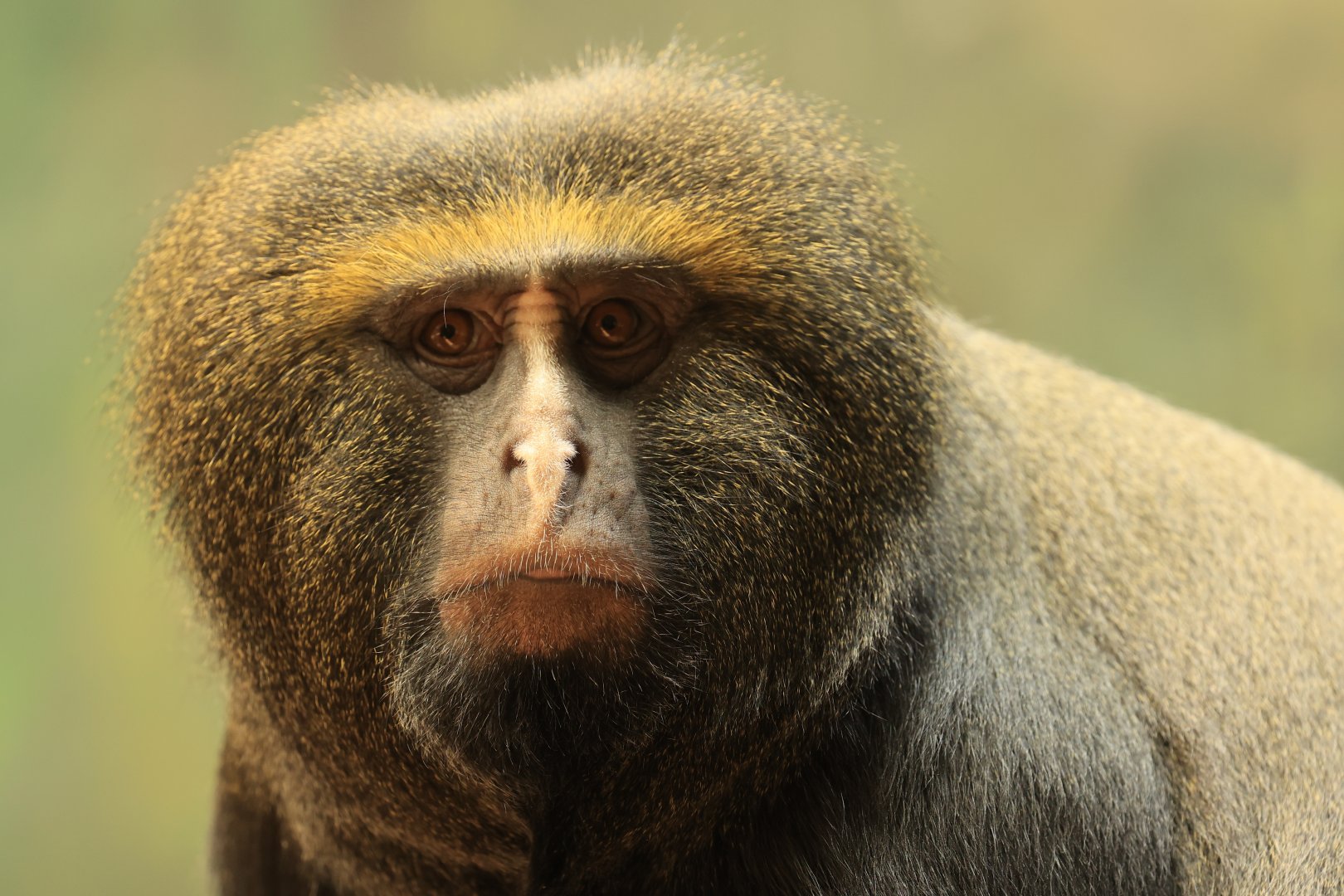 Owl-faced monkey (August 2021)
