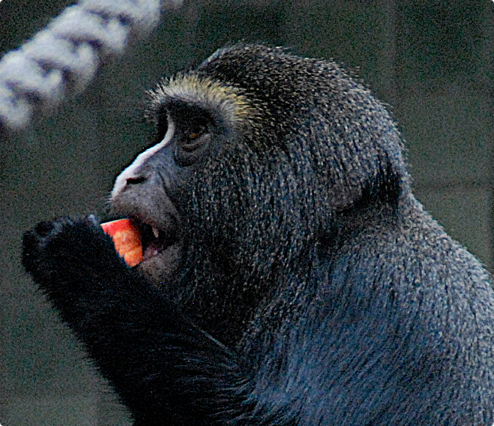 Owl-faced Monkey - Berlin Zoo 2022