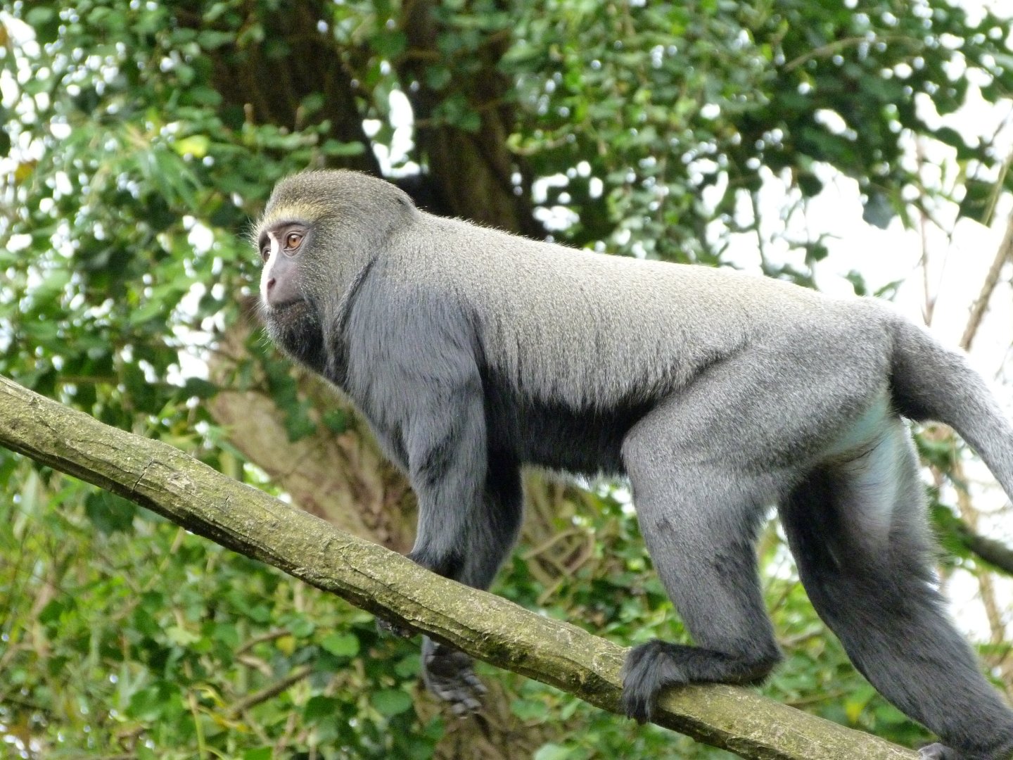 Owl-faced monkey -Bioparc de Doué la Fontaine (2025)