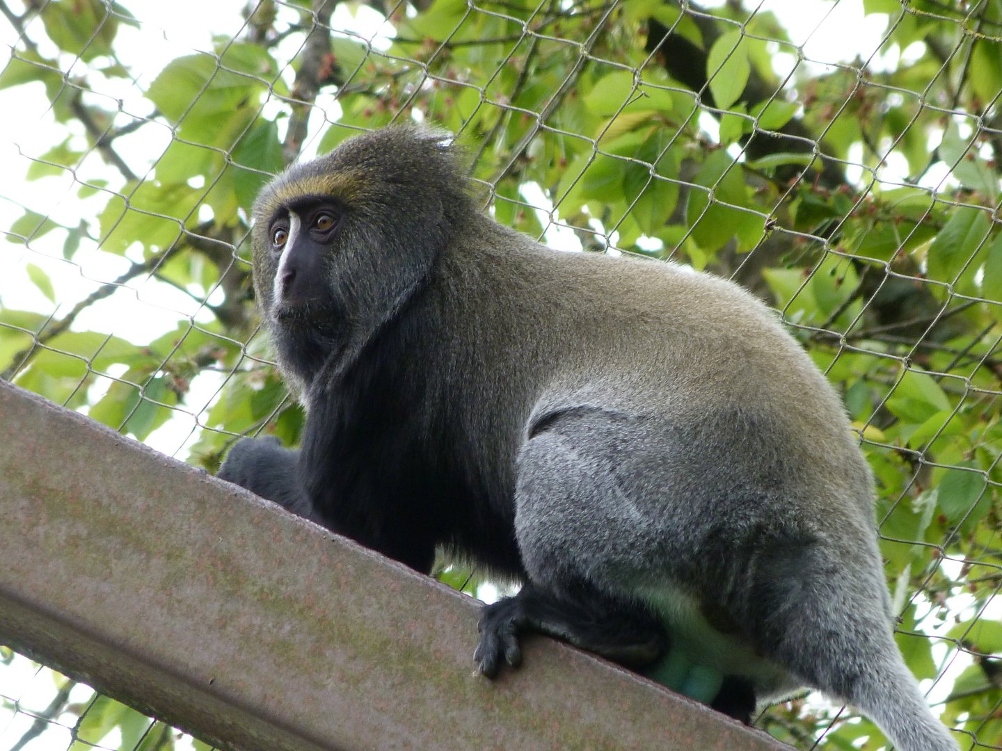 Owl-faced monkey -Bioparc de Doué la Fontaine (2025)