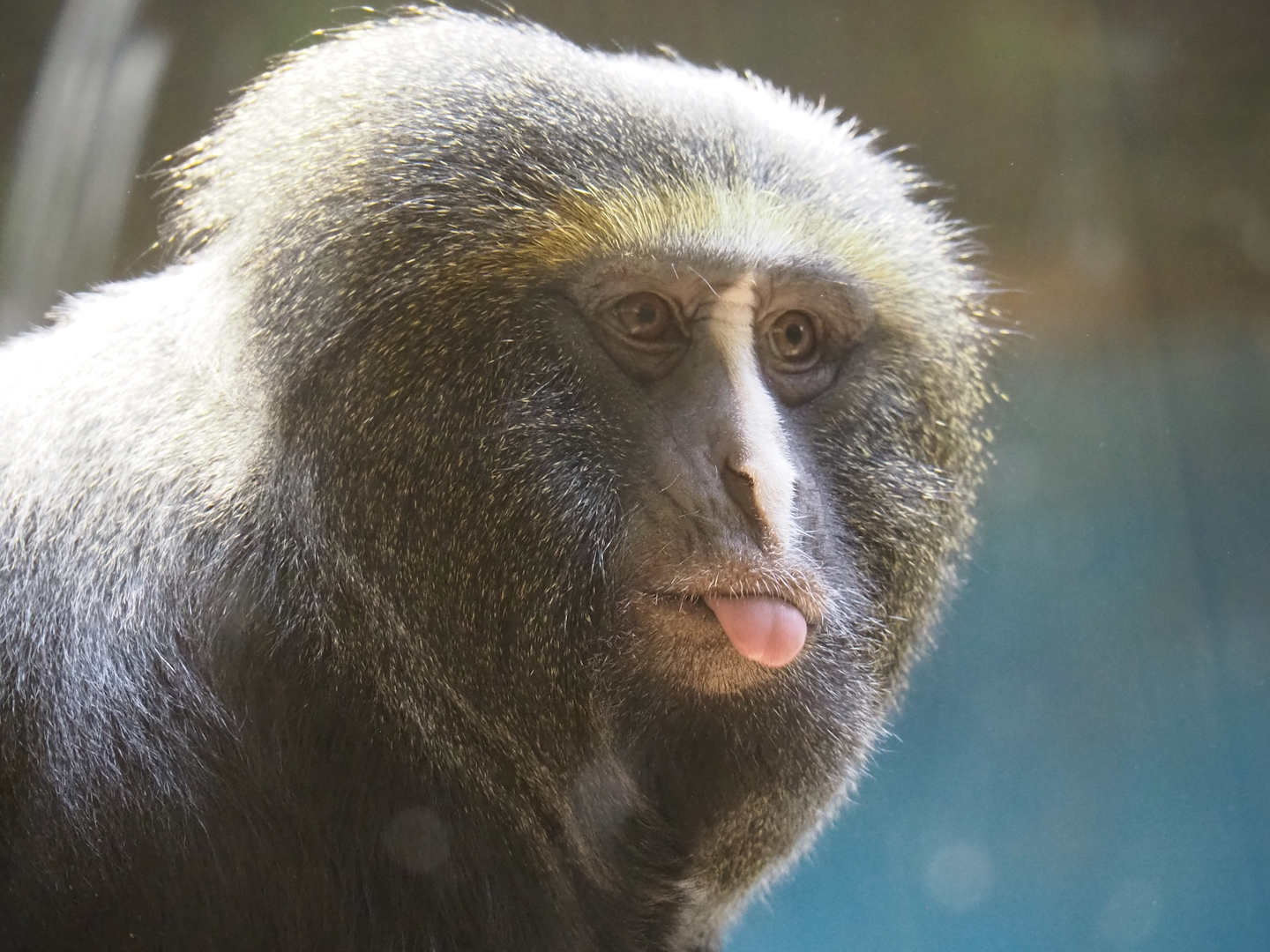 Owl-faced monkey (Cercopithecus hamlyni), 2022-07-10