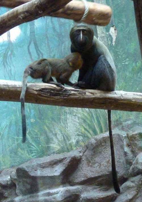 Owl-faced monkey (Cercopithecus hamlyni) mother and son