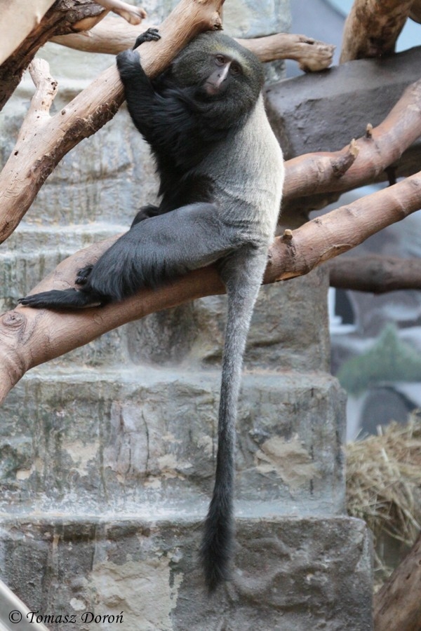 Owl-faced Monkey (Cercopithecus hamlyni)