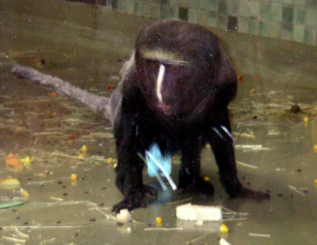 Owl-faced Monkey (Cercopithecus hamlyni)