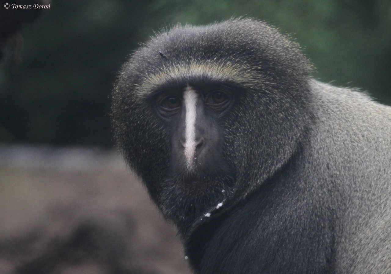 Owl-faced Monkey (Cercopithecus hamlyni)