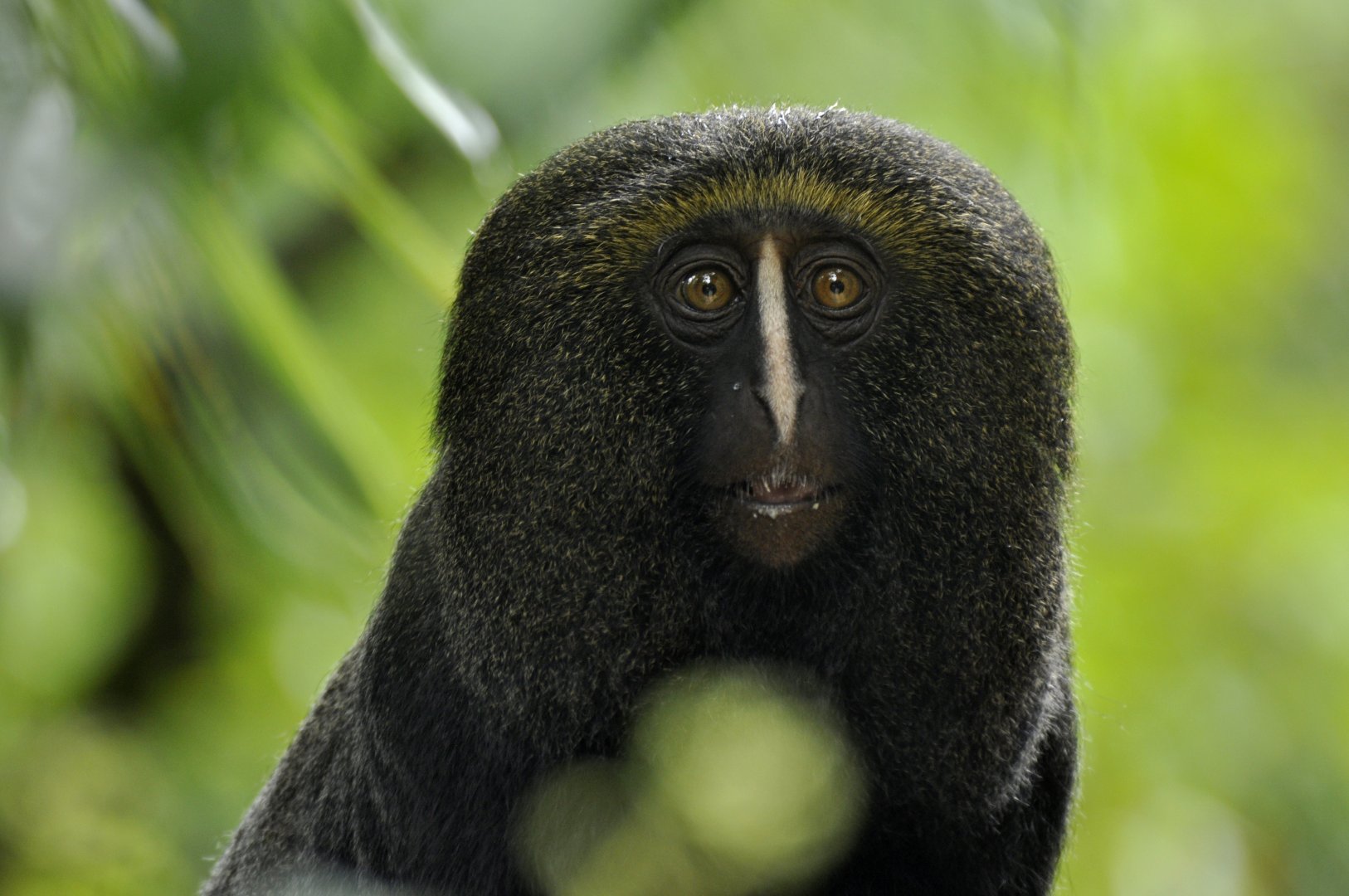 Owl-faced monkey (Cercopithecus hamlyni)