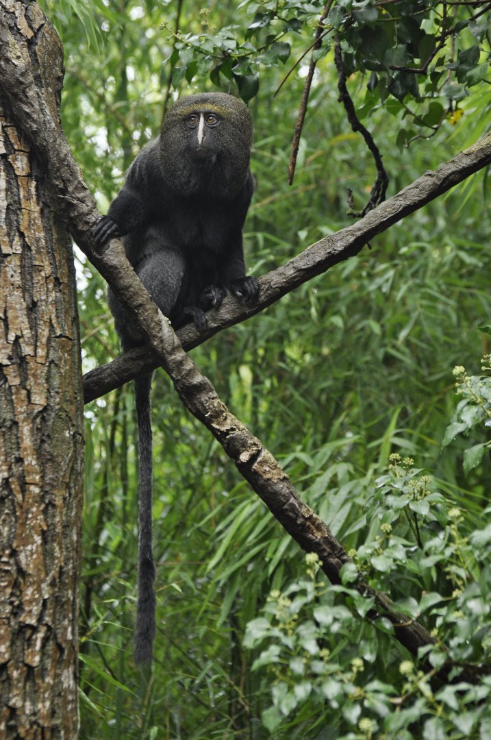 Owl-faced monkey (Cercopithecus hamlyni)