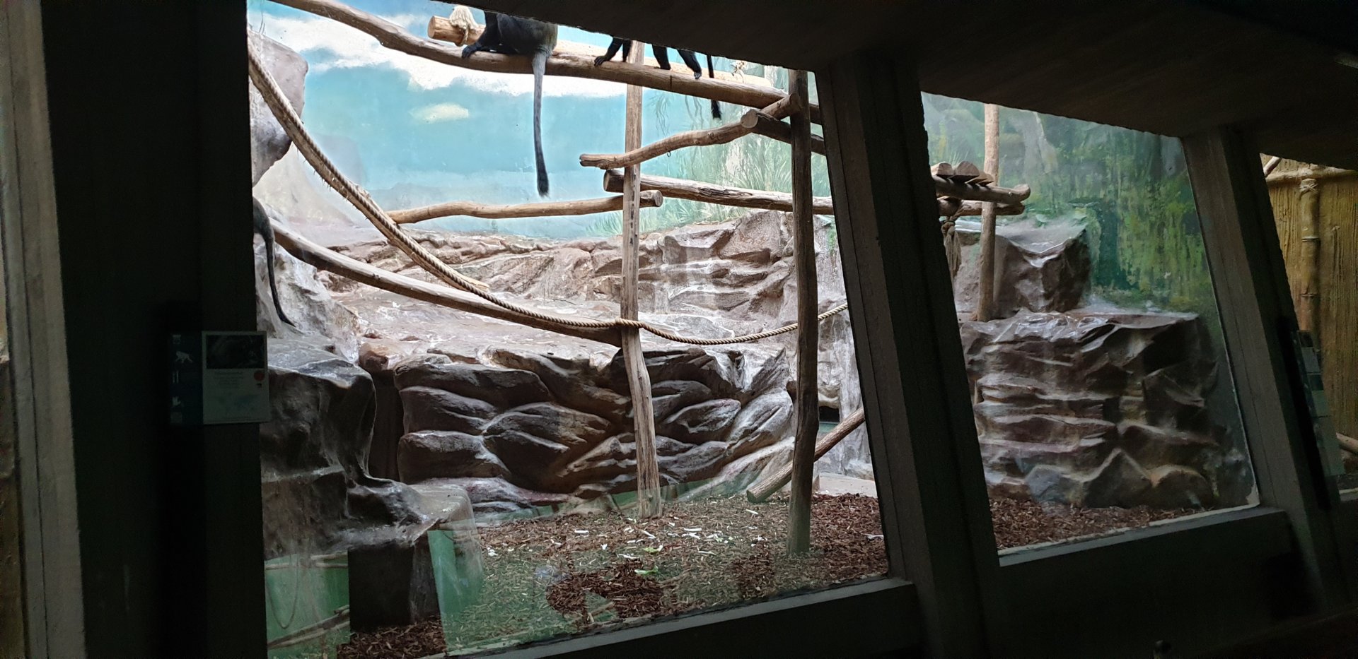 Owl-faced monkey enclosure