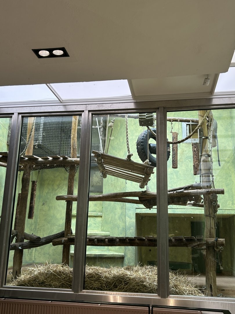 Owl-faced monkey inner exhibit