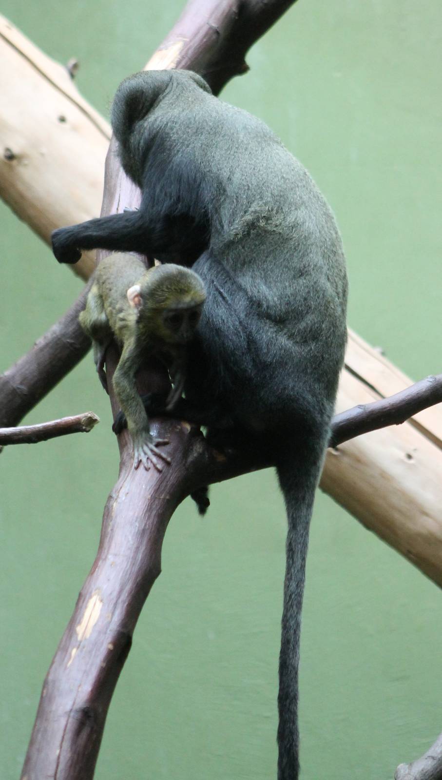 Owl-faced monkey with young