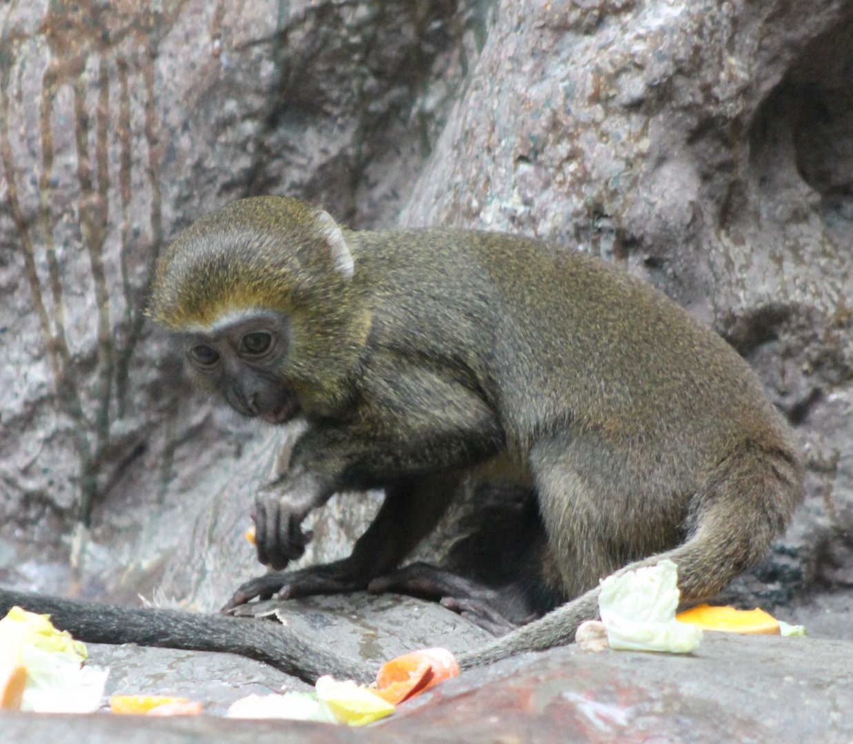 Owl-faced monkey youngster