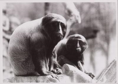 Owl-faced monkeys