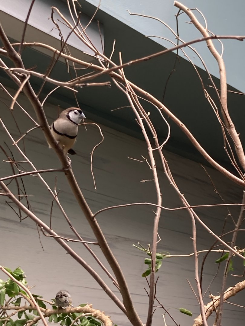 Owl Finch giving the stink eye (8/8/24)