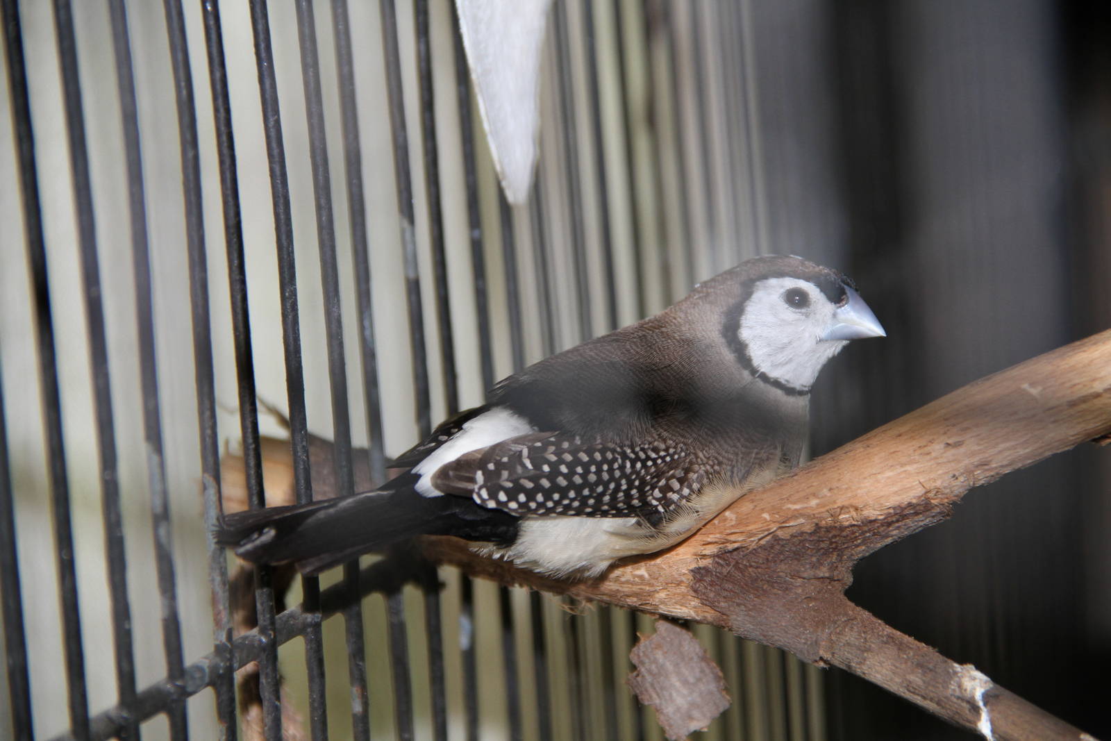 Owl Finch (Taeniopygia bichenovii)