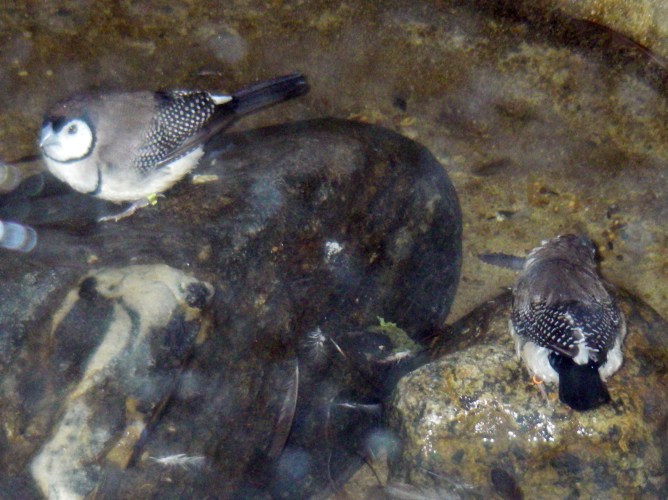Owl Finches (Taeniopygia bichenovii)