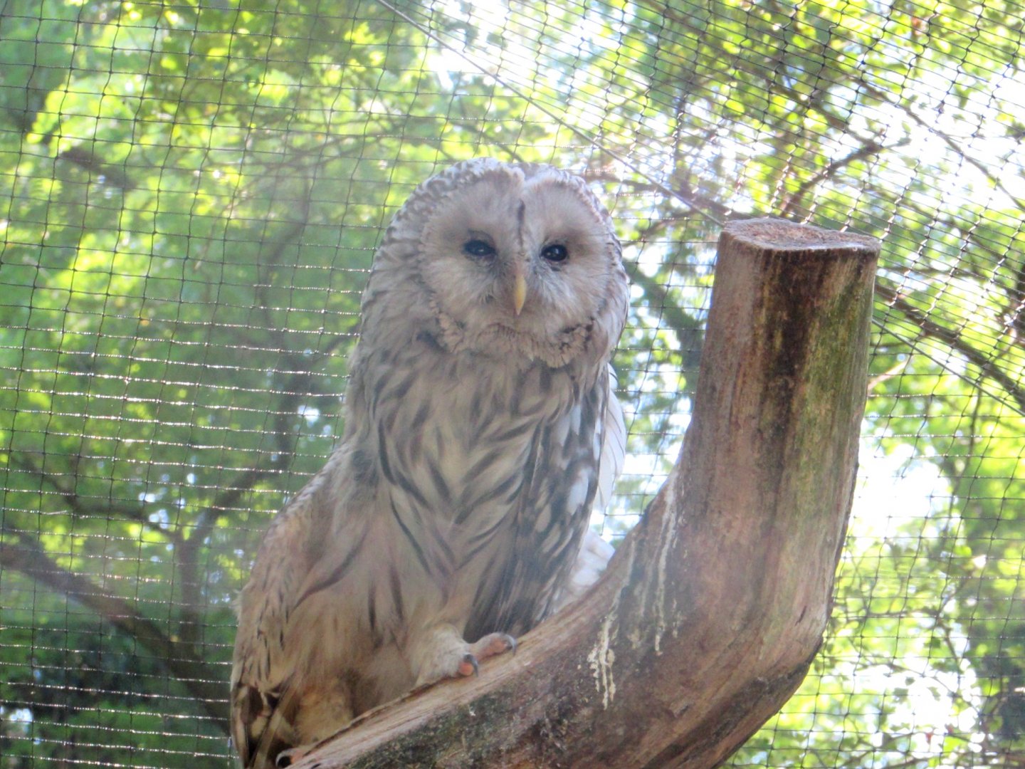 Owl first - July/2017