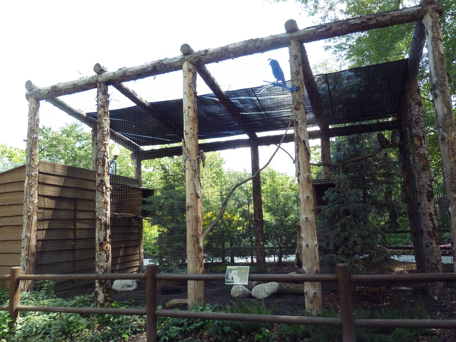 Owl Forest - Barred Owl Aviary