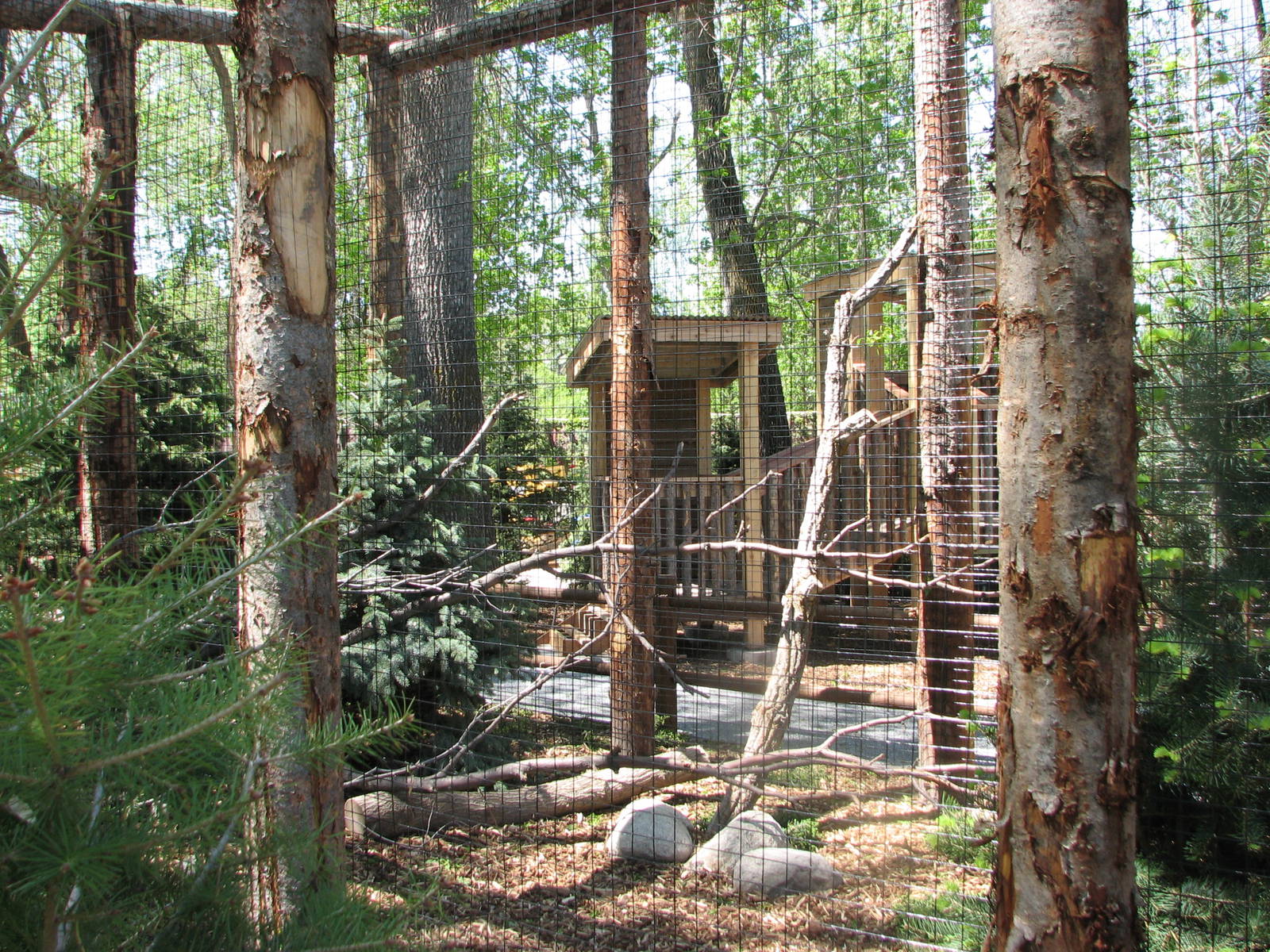 Owl Forest Construction