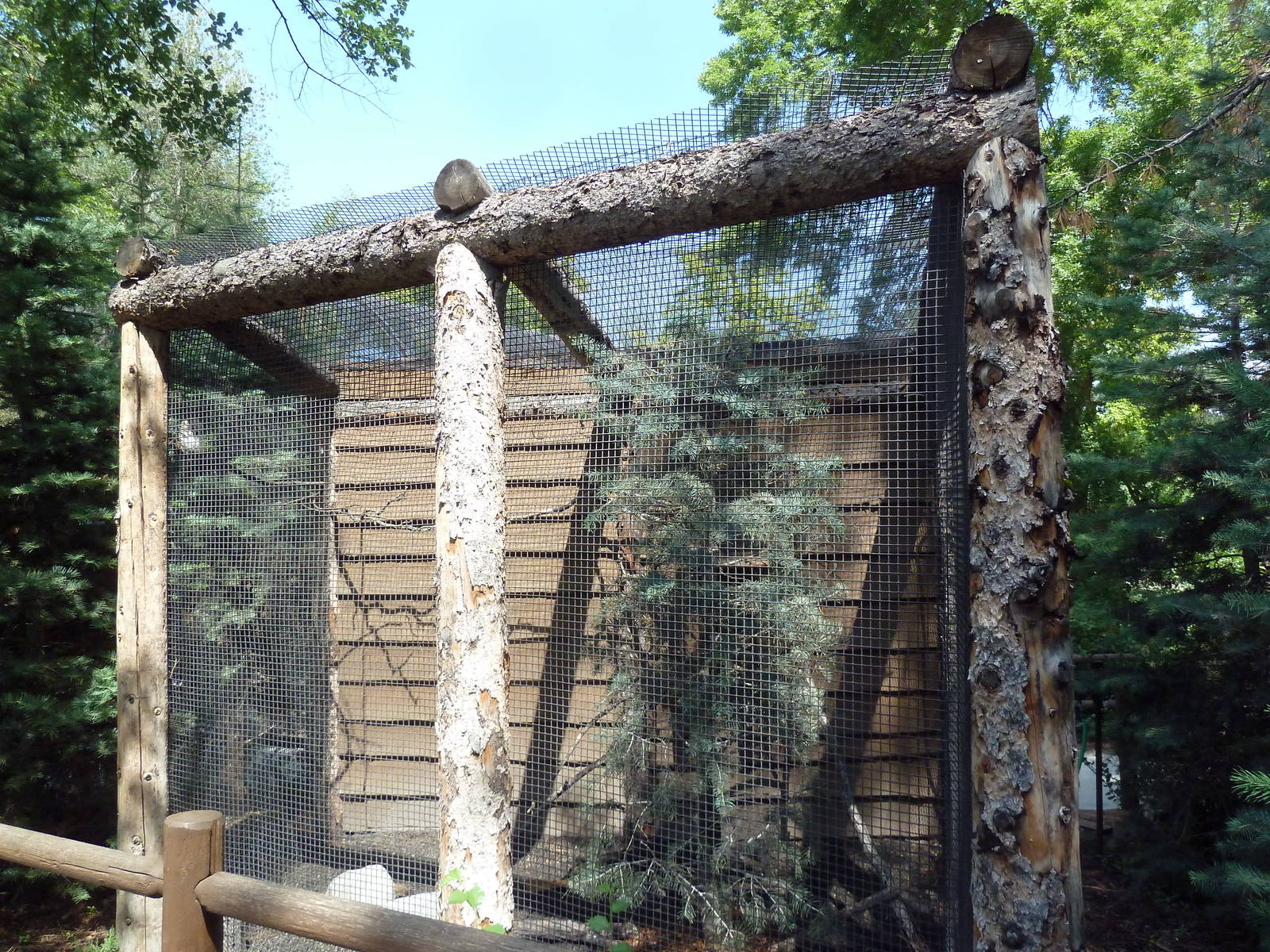 Owl Forest - Eastern Screech Owl Aviary