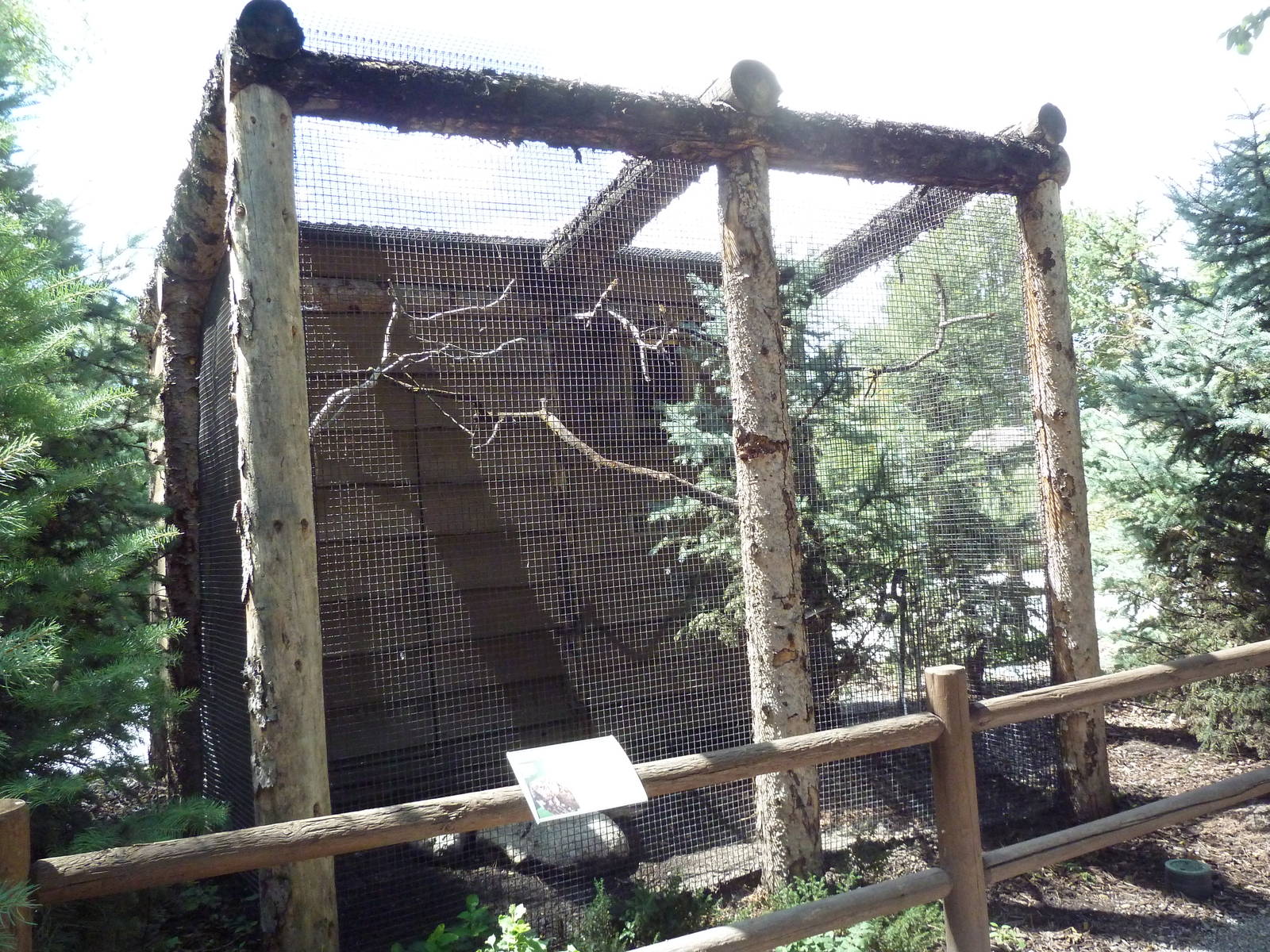Owl Forest - Western Screech Owl Aviary