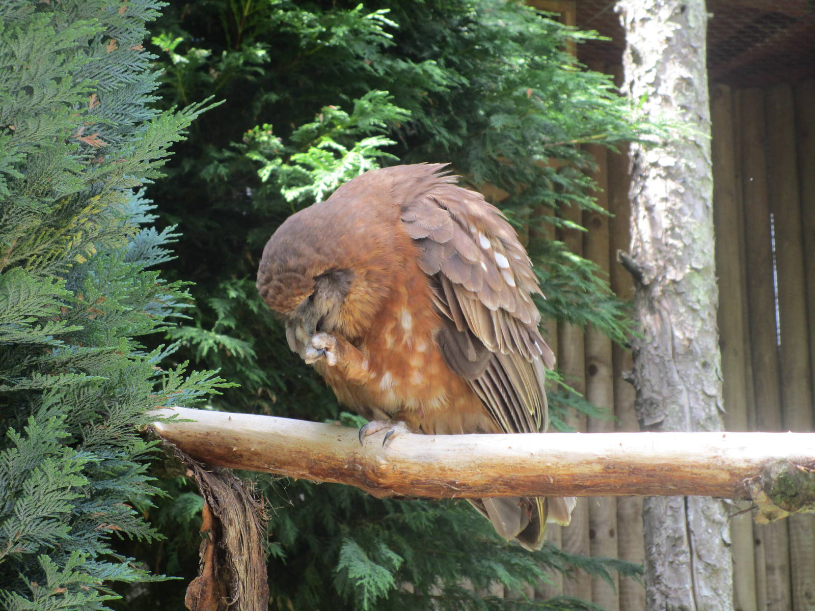 Owl ID - 06/06/15