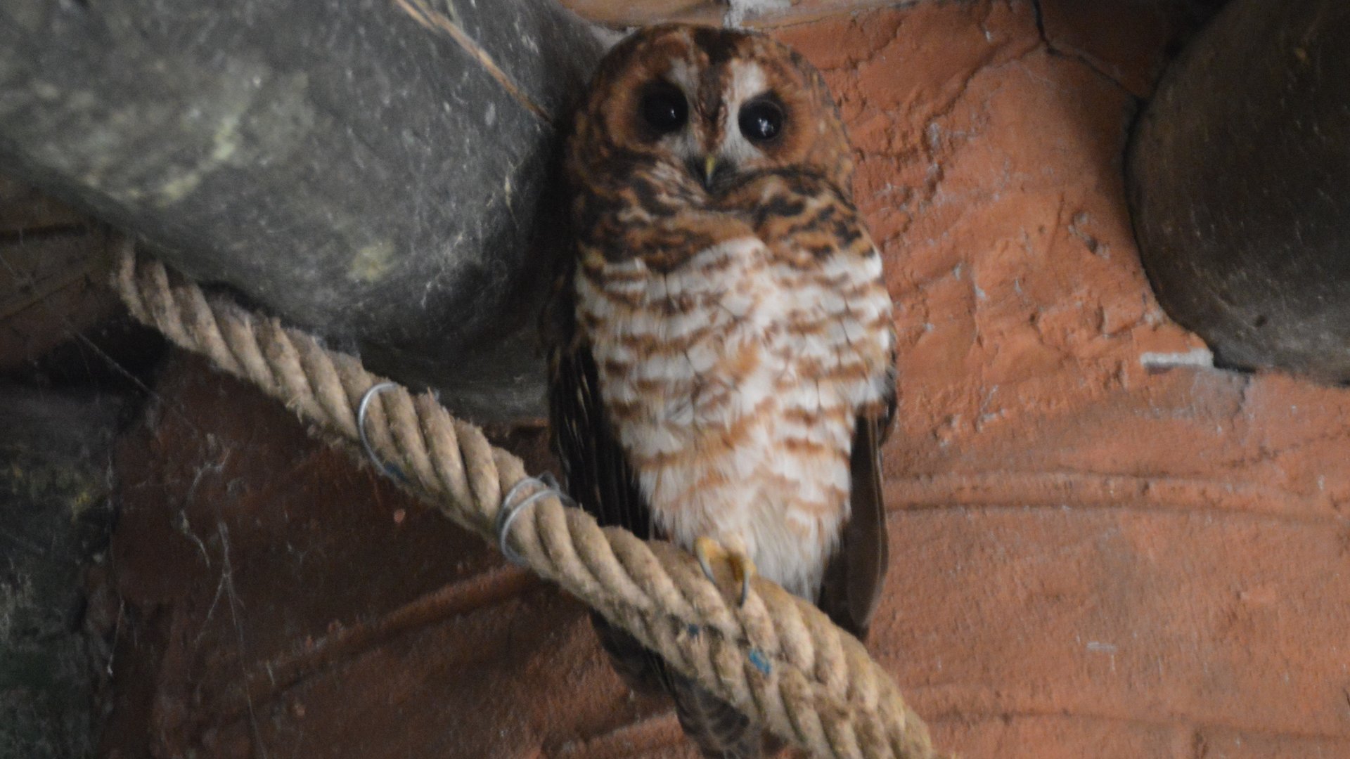 Owl ID (Zoológico de Quito) Strix albitarsis?